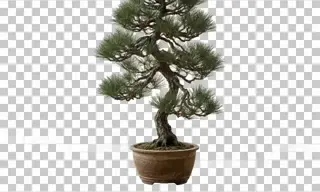 松树盆景枝叶精细手动抠图效果